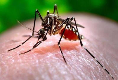 Maharashtra: Two Zika virus cases reported in Pune