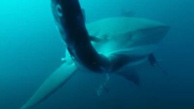 'It's like we opened a buffet': Sharks in Gulf of Mexico learn to steal food from fishing nets