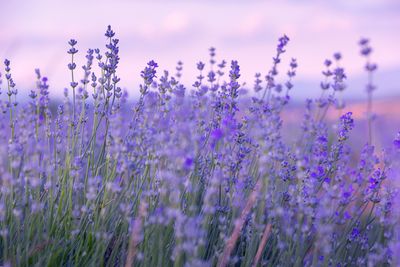 What Are the Different Types of Lavender? 5 of the Main Varieties That Look Best in a Modern Garden