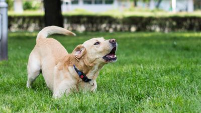 Reactivity in dogs: The signs, causes and tips for calming reactive dogs, explained