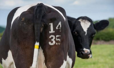 Belching livestock to incur green levy in Denmark from 2030