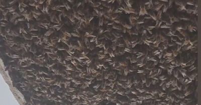 Footage shows more than 150,000 bees discovered living in ceiling of Scottish home