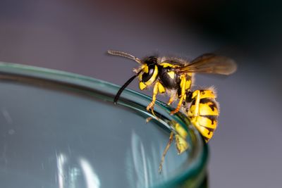 9 ways to get rid of wasps —and keep them away from your home