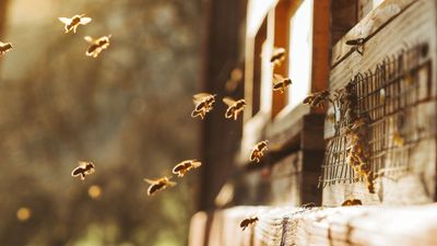 How to safely remove bees from your home - humane tips to relocate a bees nest