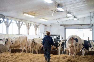 US Health Agencies Conducting New Tests On Dairy Workers