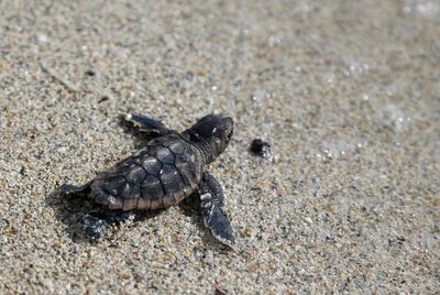 Florida's balloon ban will protect sea turtles, birds and other marine life