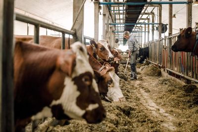 Forget carbon taxes on cars—Denmark is charging farmers a $100 ‘burp tax’ per cow