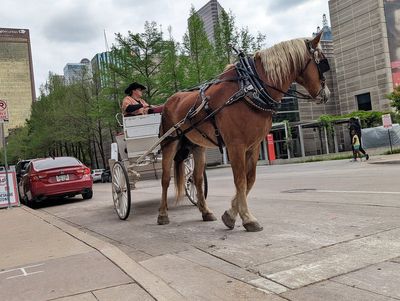 This just in from 1925: Dallas looks to ban horse-drawn carriages on city streets