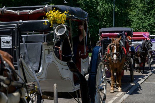 This just in from 1925: Dallas looks to ban horse-drawn carriages on city streets
