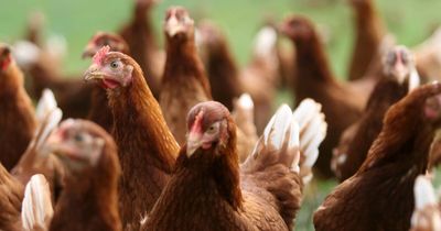 Chickens set to be euthanised after bird flu confirmed at ACT property