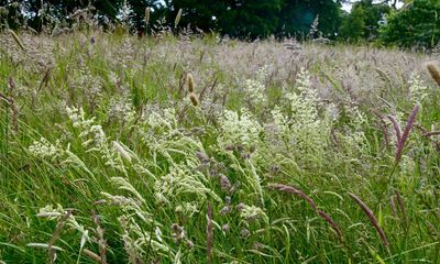 Country diary: The grass is up – and so is the pollen count