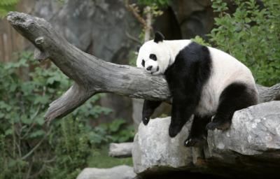 San Diego Zoo Welcomes New Giant Pandas From China