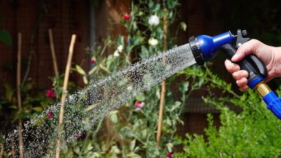 What is deep watering? How you can save resources in the garden and have stronger plants