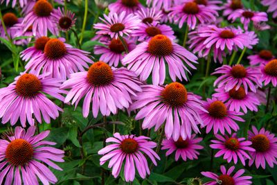 How to Grow Coneflowers — Plant These Pretty Perennials to Add Character and Color to Your Yard