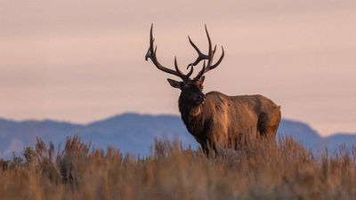 Apparently, Deer and Elk Don't Care About Your Loud UTV or ATV