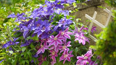 Why does my clematis plant have yellow and brown leaves? Expert advice for healthier climbers