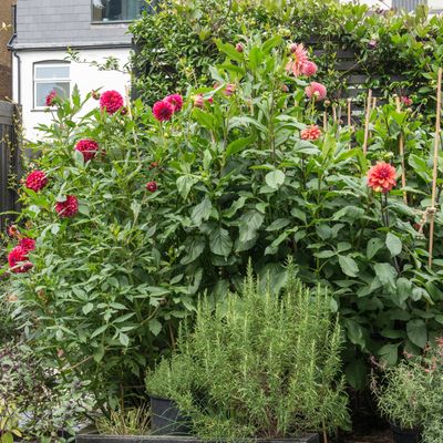 Is it better to water plants in the morning or at night? Experts are leaning towards one for a few crucial reasons...