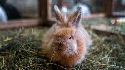 What do rabbits need in their cage? A complete checklist for a comfortable home