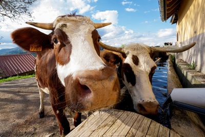 Denmark rolls out plans for world’s first carbon tax on livestock
