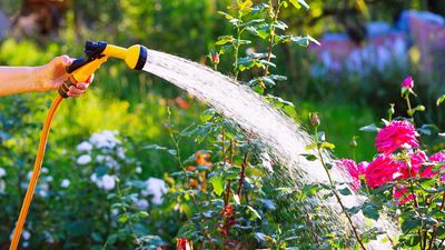 How to water plants during a heatwave – expert tips to help your garden beat the heat