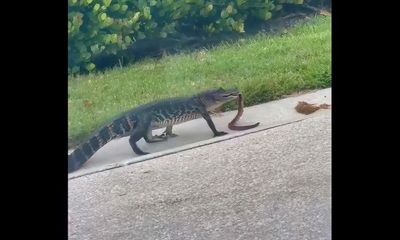 Gator strolls through Florida beach town ‘casually eating a snake’