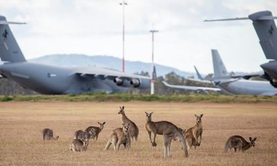 Fire ants could be spreading on Australian military bases due to ‘massive surveillance failure’, experts say