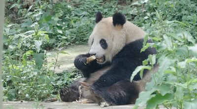 Adorable diplomacy: Two new giant pandas are on their way to San Diego Zoo from China