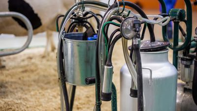 H5N1 bird flu can remain infectious in raw milk for at least an hour, study finds