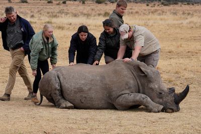 South African researchers test use of nuclear technology to curb rhino poaching