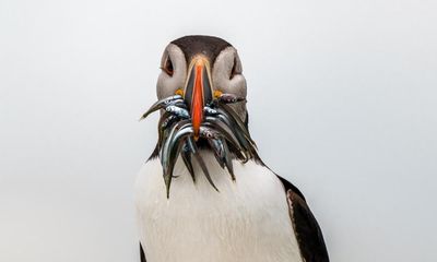 Puffins, catsharks and sea squirts: how to spot wildlife on the British coast