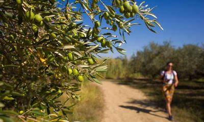 ‘We loved pitching in an olive grove’: readers’ favourite campsites in Europe