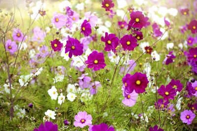 How to Grow Cosmos — Planting Tips to Help These Cheerful Summer Flowers Thrive