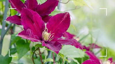 Should you deadhead clematis? A plant expert settles the debate