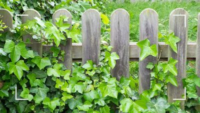 How to get rid of ivy naturally on fences and walls – and ensure it doesn't grow back