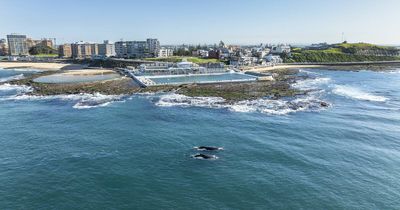 Family of whales photobomb shot of Newcastle's iconic ocean baths