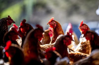 Michigan leading US on monitoring and studying bird flu outbreak