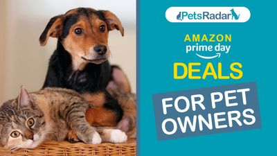 Amazon Prime Day pet deals will land October 8th-9th! Here’s everything we know so far