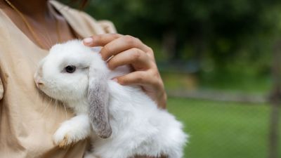 How long do rabbits live? Vet shares 5 tips for a long and happy life