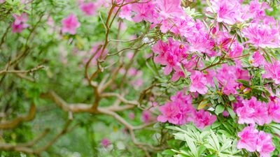 How to take azalea cuttings – expert advice for successful plant propagation