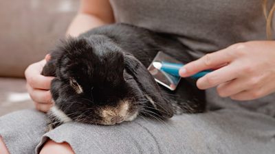 Guide to rabbit grooming: How to keep your bunny’s hair trim