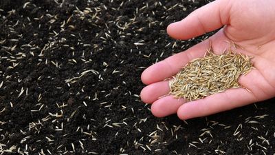 How to plant grass seed – 5 expert-approved steps to get a lush and green lawn