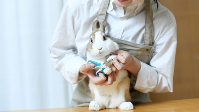 Vet explains how to cut rabbit nails (without hurting your bunny)