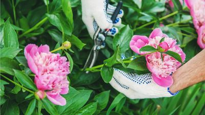 When to cut back peonies – for beautiful and bright returning blooms