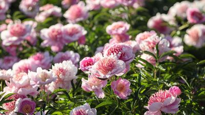 When to cut back peonies – plant experts advise on the exact time to prune these perennial favorites after blooming