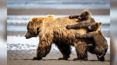 The Nikon Comedy Wildlife Awards tease us with their favorite entries