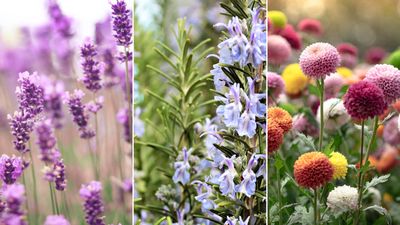 Plants that repel pests outdoors — 7 herbs and flowers that gardening and pest control pros love