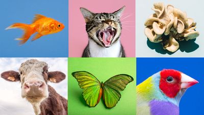 What is a species?