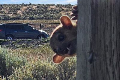 Kinkajou - a rainforest animal - is rescued from a dusty rest stop in Washington state