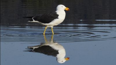 Gull numbers on the rise but it's not all good news