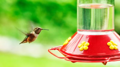 How to make hummingbird food with just two ingredients, and give these beautiful birds a nutritious feast